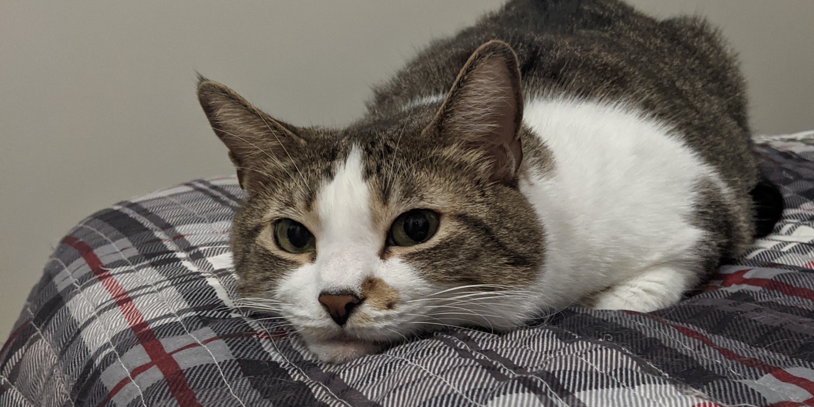 A photo of a tabby cat resting her head on her owner's bed, looking at the camera with an inquisitive gaze
